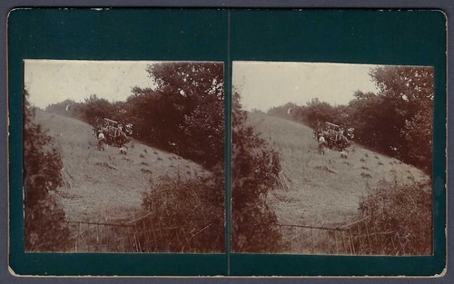 Cutting the hay with - , horses