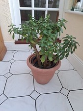 Large Money Plant 