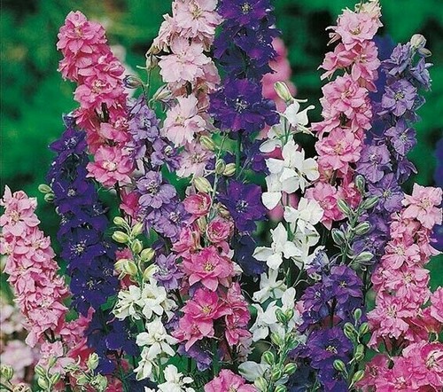 900 seeds larkspur imperial - ,
