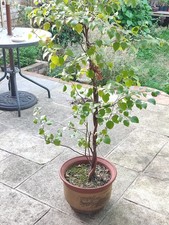 Silver Birch, Betula Pendula