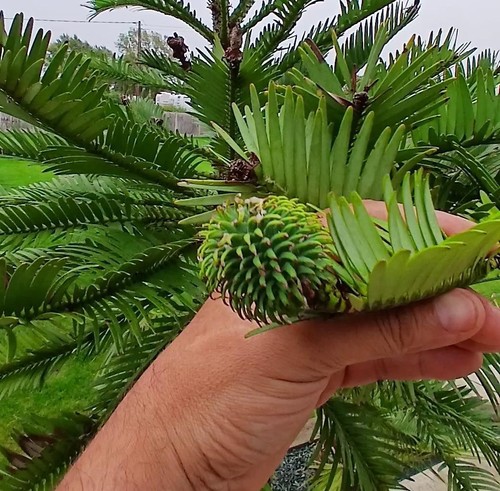 Rare wollemi pine - rare,