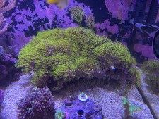 Marine Coral Ultra Neon Green Star Polyp GSP Colony  (LPS,SPS,Soft Coral) - 30cm