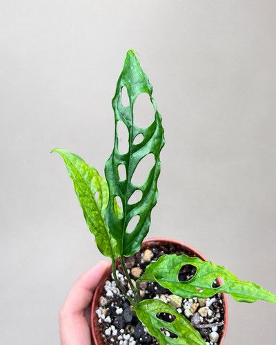 Monstera obliqua peru - monstera,
