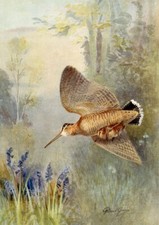 WOODCOCK BEAUTIFUL BIRD