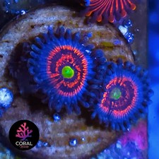 Gobstoppers 3 Head Zoa Frag