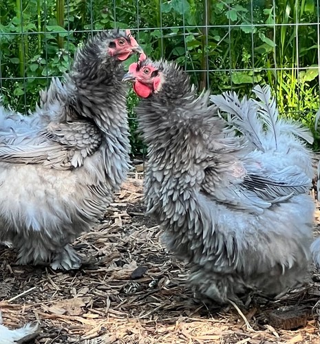 Standard cochin hatching - standard,