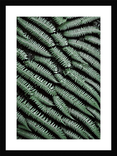 Timeless fern fronds - fern, print