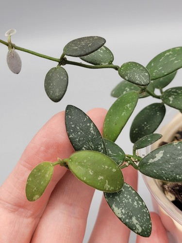 Rare hoya vl9 - hoya,