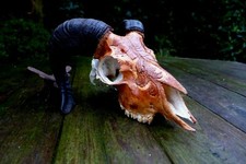 Ram skull trophy horn home art decoration cottage farm collector taxidermy 25-02