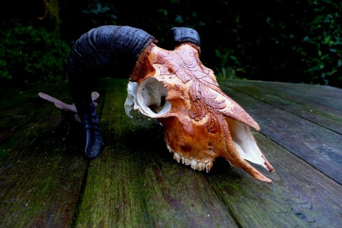 Ram skull trophy horn - , home