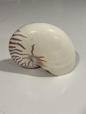 NAUTILUS  sea shell tiger Full