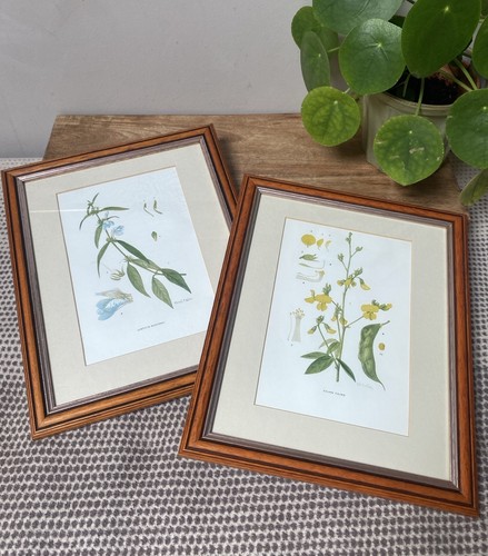 Mary emily eaton botanical art - mary,