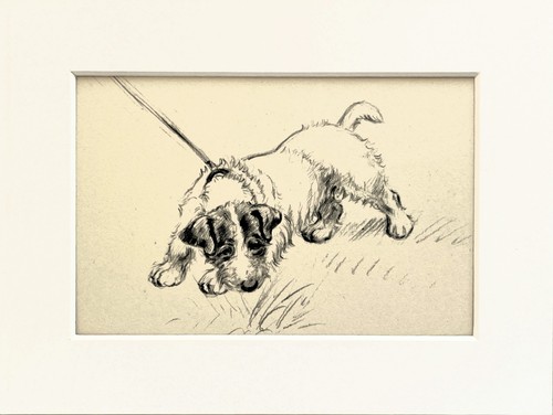 Sealyham terrier dog vintage - sealyham,
