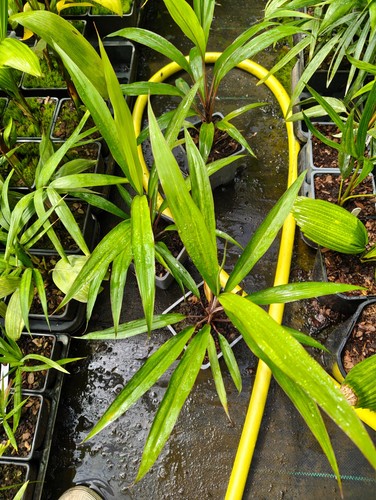Cordyline neocaledonica 11 - cordyline,