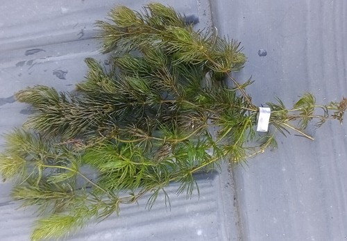 Hornwort ceratophyllum pond - hornwort,