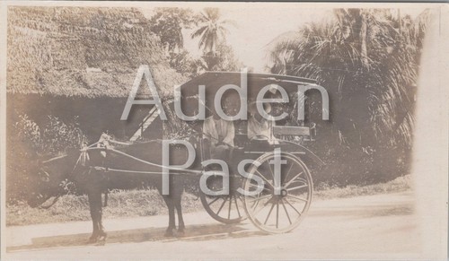 Horse drawn carriage - horse,