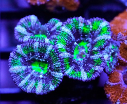 Diyreefer live coral wysiwyg - diyreefer,