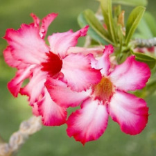 White Pink DESERT ROSE Adenium Obesum Elephant Foot ORGANIC 6 SEEDS UK EU US