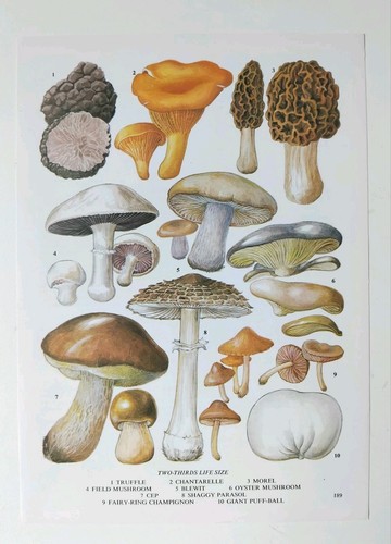 Botanical print vintage - botanical,