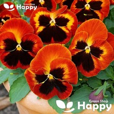 Pansy Swiss Giant Flame - 200