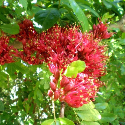 Schotia brachypetala 5 - brachypetala,