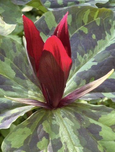 Trillium chloropetalum x10 - trillium,