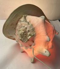Vintage queen conch shell - queen,