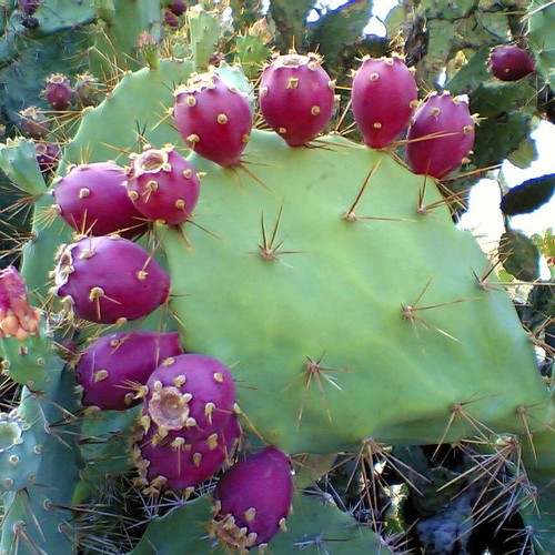 Grow your own fruit prickly - own,