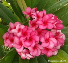 5 Plumeria rubra Seeds/ Charlotte Ebert FRANGIPANI | Tropical Plants 