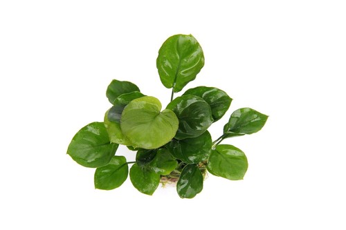 Anubias nana coin leaf - anubias,