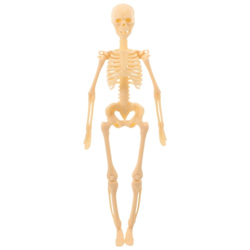 Skeleton model human body - skeleton,