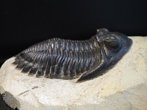 Grade hollardops trilobite - a,