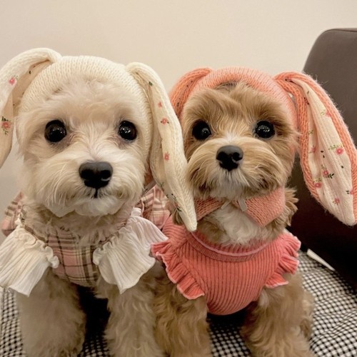 Rabbit ears pet knitted - pet, hat