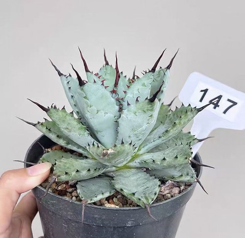 Rare cacti agave macroacntha - rare,