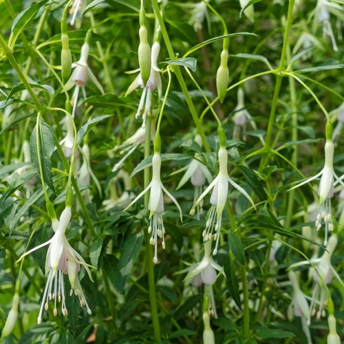 Fuchsia hawkshead lady - fuchsia,