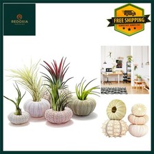 Decorative Sea Urchin Shell