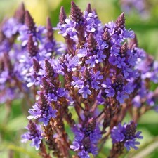 Verbena Hastata Blue Spires