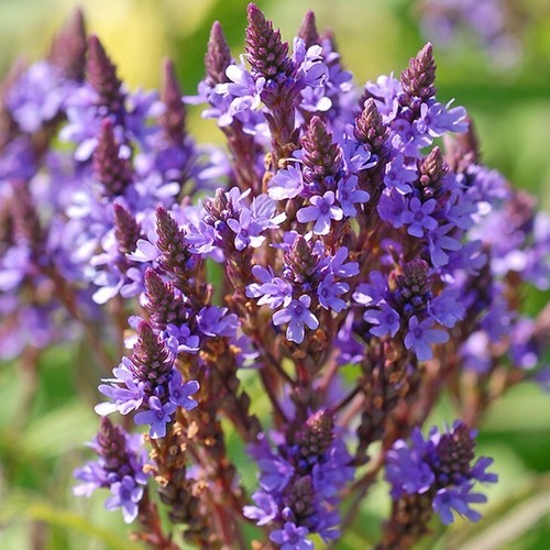 Verbena hastata blue spires - verbena,