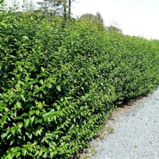 50 Green Privet Plants