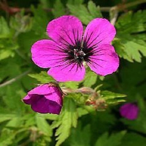 Hardy geranium anne thompson - hardy,
