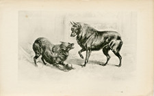 SCHIPPERKE DOGS RARE 1896 ANTIQUE DOG ART PRINT BY ARTHUR WARDLE