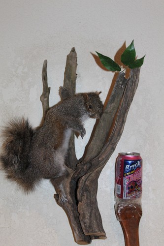 Taxidermy squirrel chipmunk - squirrel,