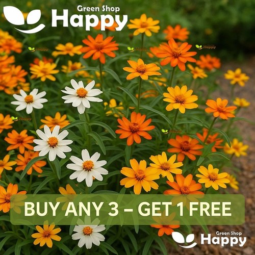 Classic zinnia 400 seeds - zinnia,