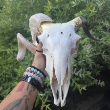 VERY Beautiful Goat Ram Skull Taxidermy Curio Macabre Animal Bones rare gothic 