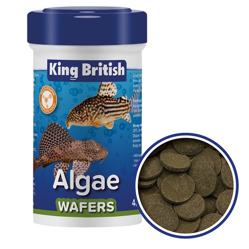 King british tropical - british, fish