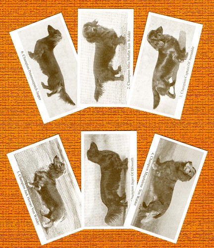 Dachshund long haired - long, six