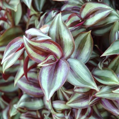 Tradescantia zebra well - tradescantia,