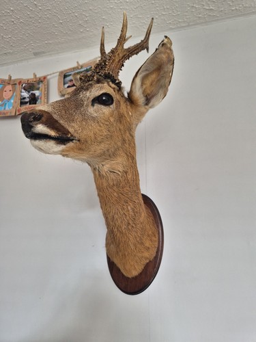 Taxidermy roe deer stag head - taxidermy,