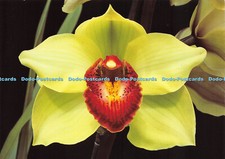 D037849 Jersey. Eric Young Orchid Foundation. Trinity. Cymbidium Vicard Point. C