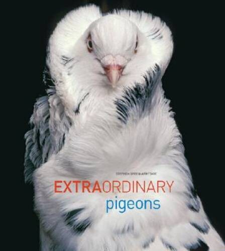 Extraordinary pigeons - extraordinary,
